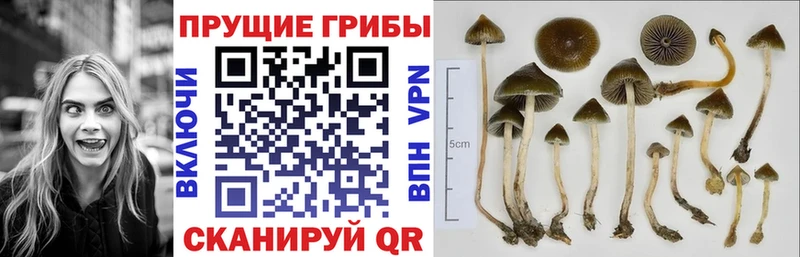 Галлюциногенные грибы мицелий  ссылка на мегу сайт  Нюрба 
